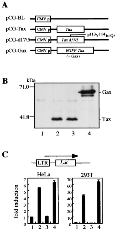 FIG. 2. DNA vaccine of HTLV-1 Tax and its mutant. (A) Sche-matic diagram of the expression vectors used for DNA immunization.