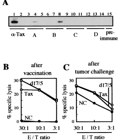 FIG. 4. Humoral and cellular immune responses determined invitro for DNA-immunized and EL4/Gax-challenged mice