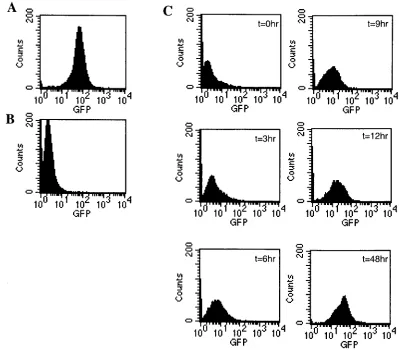 FIG. 6. Protein expression of EL4/Gax cells in ascitic ﬂuid. Mice were vaccinated with 50 �EL4/Gax cells were collected from ascitic ﬂuids and transferred to in vitro conditions at 3 weeks after challenge