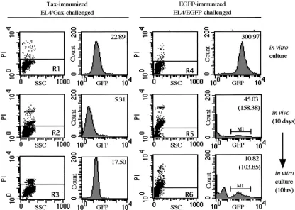 FIG. 8. Gene suppression of EGFP. C57BL6 mice were immunized by s.c. injection of either 105(right) 2 weeks before i.p