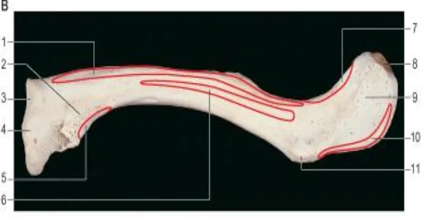 Figure 3. INFERIOR SURFACE WITH ITS MUSCLE ATTACHMENTS
