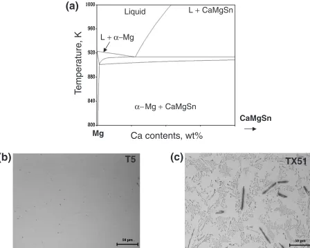 Fig. 3(a) Cross-sectional phase diagram between �-Mg and CaMgSn phase constructed by thermodynamic calculation using Pandat�;and (b) Optical micrographs obtained from T5 and TX51 alloys after heat treatment at 500�C for 24 h.