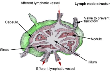 FIGURE-2  Lymph node structure 