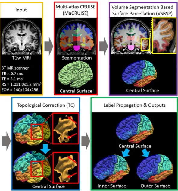 Figure  IV.2  Work  flow  of  MaCRUISEsp.  (1)  MaCRUISE  was  deployed  on  a  single  T1w  MRI  volume to achieve consistent whole brain segmentations and cortical surfaces (inner, central and  outer)