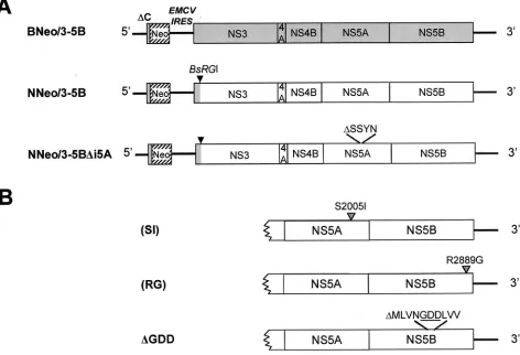 FIG. 1. (A) Organization of the subgenomic HCV RNA replicons employed in these studies