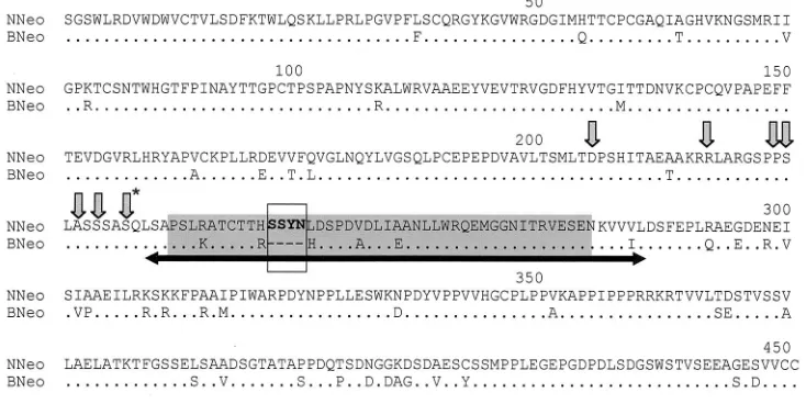 FIG. 11. Alignment of the amino acid sequences of the NS5A proteins encoded by NNeo/3-5B and BNeo/3-5B