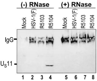 FIG. 2. Fine mapping of the Ucapable of detecting the mutant Uamino acid deletions (29)