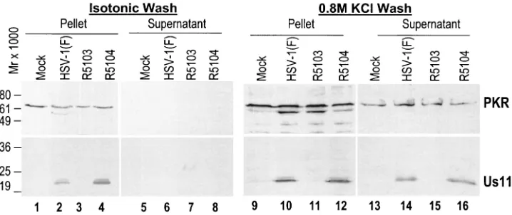 FIG. 4. Composite photograph of immunoblots of electrophoretically separated S100 ribosomal proteins from mock- or virus-infected HeLacell after isotonic or high-salt (0.8 M KCl) washes