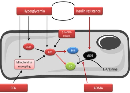 Figure 7 Mechanism of Endothelial dysfunction in diabetes 