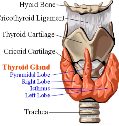 Figure 11 Thyroid Gland 
