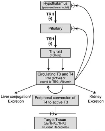 Figure 12 Hypothalamo-pituitary-thyroid axis. 