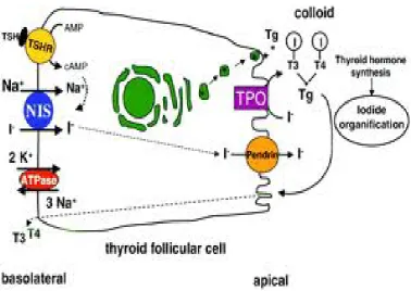 Figure 13 Thyroid Hormone Synthesis 