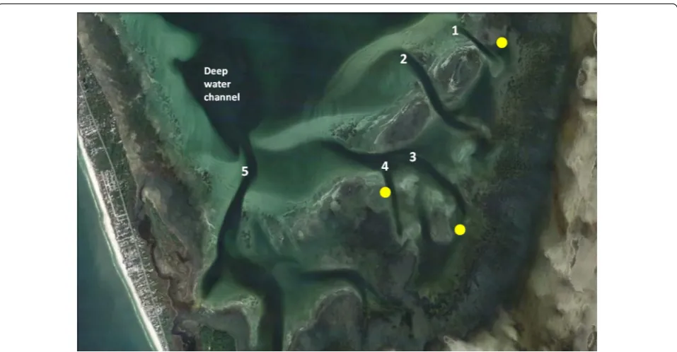 Table 1 Summary information for eight juvenile green turtles tracked in St. Joseph Bay, Florida