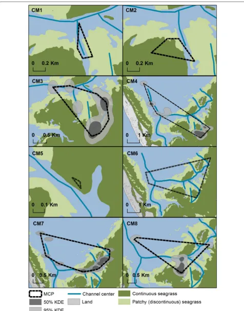 Fig. 2 Home ranges of juvenile green turtles. Home ranges expressed as MCPs and KDEs (95 and 50 %) for eight juvenile green turtles tracked using acoustic telemetry in St