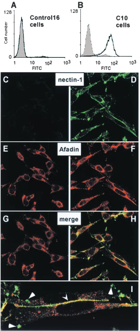 FIG. 1. Expression of nectin-1 in B78H1-C10 cells detected byFACS and confocal microscopy