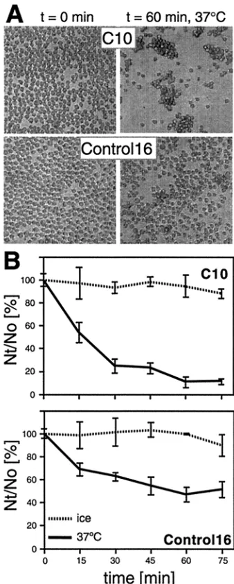 FIG. 2. Nectin-1-mediated aggregation of C10 cells. Cells weretrypsinized and resuspended in HBSS as a single-cell suspension