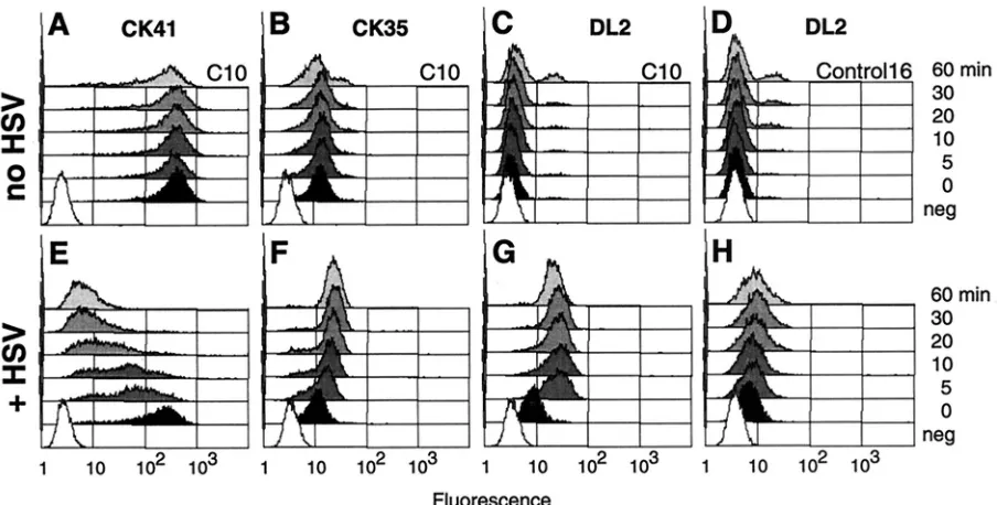 FIG. 8. Detection of nectin-1 and gD on cell surface early in infection. C10 cells were incubated on ice without (A, B, and C) or with (E, F,and G) HSV-1 KOS particles at an MOI of 50 PFU/cell