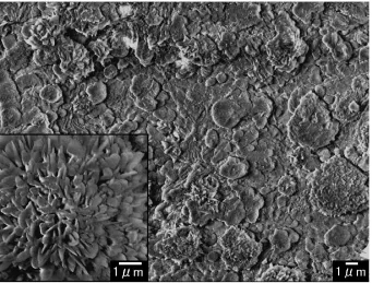 Fig. 7Cross-sectional SEIs of the (a) as-formed specimen, (b) annealedspecimen and (c) oxidized specimen.