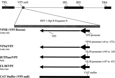 TABLE 1. Determination of i.c. LD50s for the promotersubstitution recombinantsa