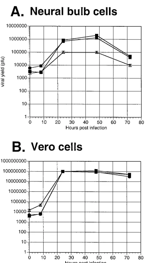 FIG. 5. Replication of the promoter substitution recombinants onprimary neural bulb versus Vero cells in vitro
