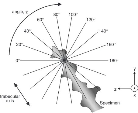 Fig. 2Schematic drawing showing rotation of bone specimen around �rotation axis to analyze distribution of BAp orientation along directions inthe y-z plane