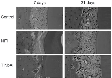 Fig. 8Photographs of the pressure side of the distopalatal root of the maxillary ﬁrst molars of rats in the control group, Ti-Nb-Al group,and Ni-Ti group on days 7 and 21.