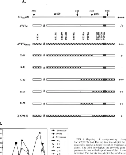 FIG. 6. Mappingof�constructs; arrows indicate restriction fragments used to generate sub-clones