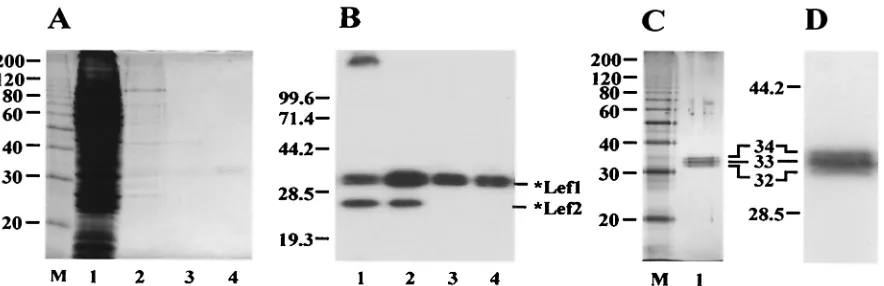 FIG. 2. Puriﬁcation of *LEF-1 from infected Sf9 cells. The samples obtained at different stages of the puriﬁcation procedure were analyzed bySDS–12% PAGE, followed by staining with Coomassie brilliant blue (A) or by Western blotting with monoclonal antibod
