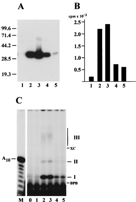 FIG. 3. Correlation of primase activity with *LEF-1. The fractionseluted from heparin-Sepharose at KCl concentrations of 100 mM (1),