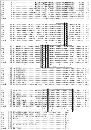 FIG. 7. Sequence alignment of LEF-1 proteins of baculoviruses AcMsingle-nucleocapsid NPV (8),(cuni) (40)