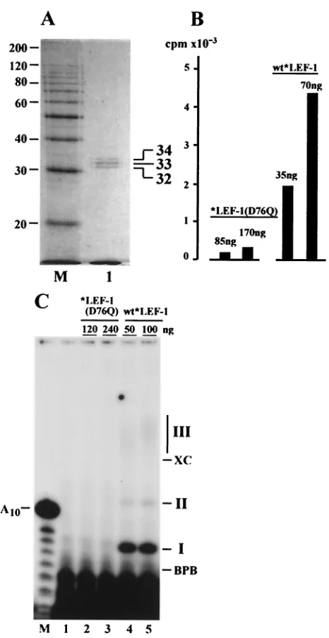 FIG. 8. Elimination of primase activity by a mutation in a putativeprimase domain of LEF-1