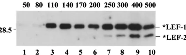 FIG. 9. Sedimentation analysis of *LEF-1. *LEF-1 (7 �0.4 M KCl, 10 mM Tris-HCl (pH 7.5), 1 mM DTT, and 1 mM EDTA and centrifuged in an SW 50.1 rotor at 48,000 rpm and 4°C for 22 h