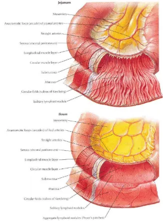 Fig. 7 : Small intestine internal view and external view 