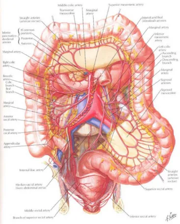 Fig. 9 : Arterial supply of colon and rectum 