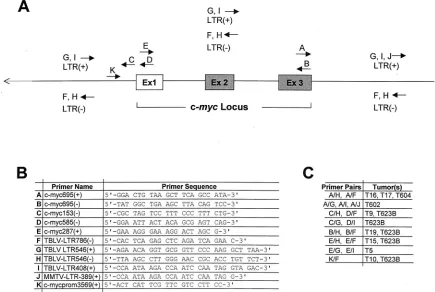 FIG. 1. Strategy for detection of integrated TBLV proviruses. (A) The forward and reverse arrows indicate the locations of the sense (�antisense () and�) primers, respectively, used for PCRs