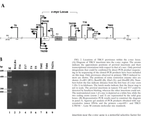 FIG. 2. Locations of TBLV proviruses within the c-myc1 (Ex 1) in kilobases. The hatch marks indicate that the linear map isnot to scale