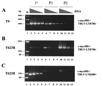FIG. 4. Semiquantitative PCR analysis to determine the relative abundance of TBLV integrations near c-myc(200 ng) from the primary (1°) or passaged (P1 or P2) T9 tumor was subjected to threefold serial dilutions (the amount of DNA indicated by theheight of
