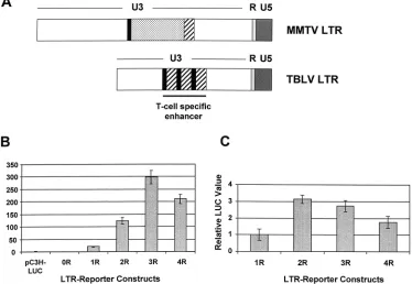 FIG. 6. Strategy for detection of TBLV enhancer effects on c-mycpc-of cinsertions at the transcription