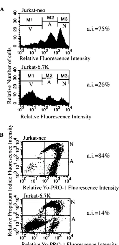 FIG. 3. E3-6.7K protects against apoptosis induced by TRAIL inJurkat-neo and Jurkat-6.7K cells