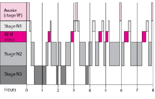 Figure 1 Stages of Sleep Cycle 