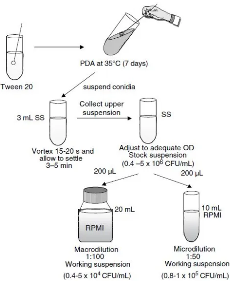 Figure 3:Diagramatic   representation  of  inoculum  preparation. 