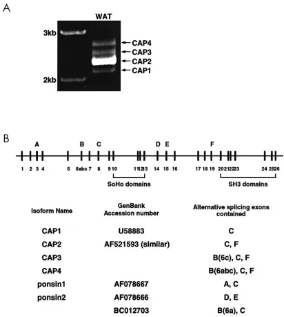 Figure 1. The splicing variants of the mouse SORBS1 gene. A: RT-PCR amplification of full-length CAP from total RNA extracted from mouse WAT.B: Genomic organization of mouse SORBS1 gene and the exon composition of cloned CAP isoforms