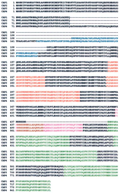 Figure 2. Amino acid sequences of CAP isoforms and domain composition. The deduced amino acid sequences of CAP1 through CAP4 were alignedby ClustalW and Boxshade