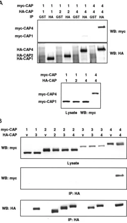 Figure 4. CAP4 forms a homodimeric complex. Myc-tagged CAP isoformswere cotransfected into 3T3-L1 adipocytes with HA-CAP isoforms (A andB) or HA vector (B)