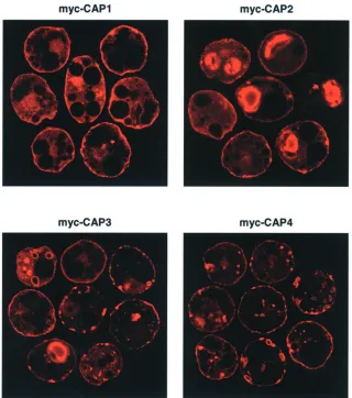 Figure 6. Subcellular localization of CAP isoforms in 3T3-L1 adipocytes. 3T3-L1 adipocytes were electroporated with 100 µg of Myc-tagged CAP iso-forms