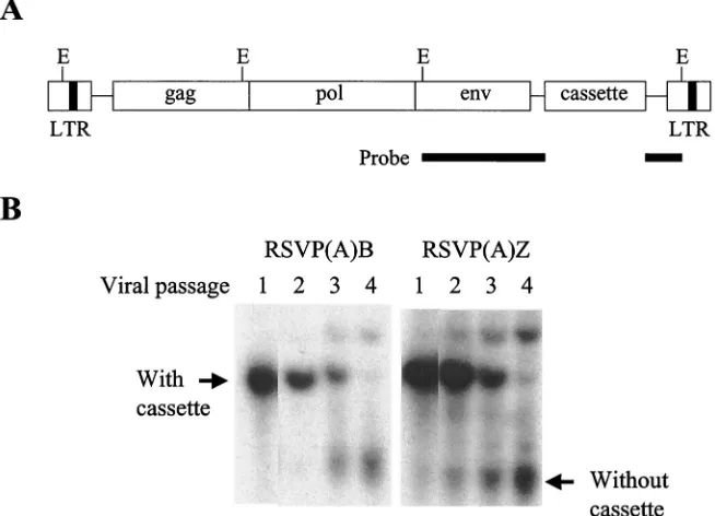 FIG. 6. Southern transfer analyses of the stability of the RSVP vector. (A) The probe was prepared from RCASBP(A) as a 1.2-kb Ecoindicated (E) (not to scale)