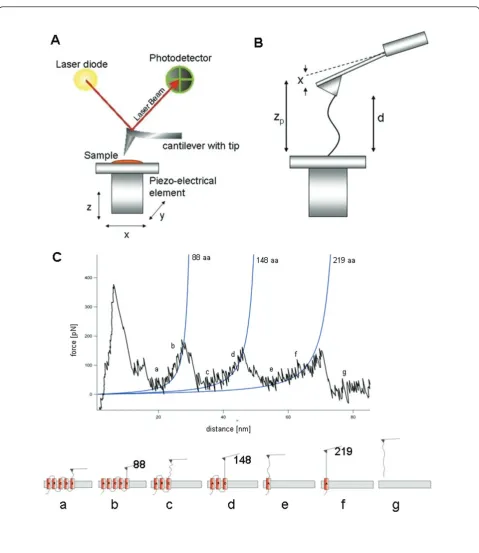 Figure 1 Unfolding of a membrane protein: a single molecule is attached between the tip of a cantilever and the sample, while aforce is applied to unfold and stretch the protein