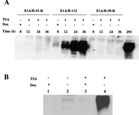 FIG. 4. Western analysis of E1A gene expression after TSA and DOX induction. (A) E1A gene expression in three E1 cell lines was examinedto see if the gene shutoff can be reversed by TSA