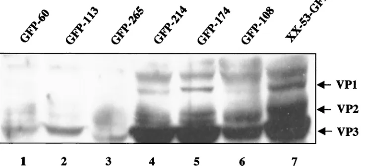 FIG. 6. Western analysis of capsid gene expression from different cell lines. Various AAV-GFP cell lines were infected with Ad-LacZ in theabsence of DOX