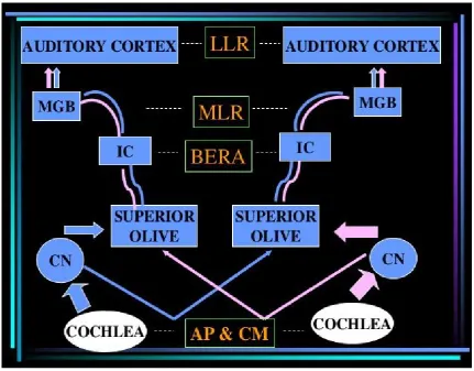 FIGURE 4: Generators of auditory evoked potentials 